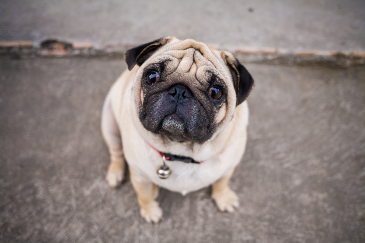 Who can resist these...puppy eyes?