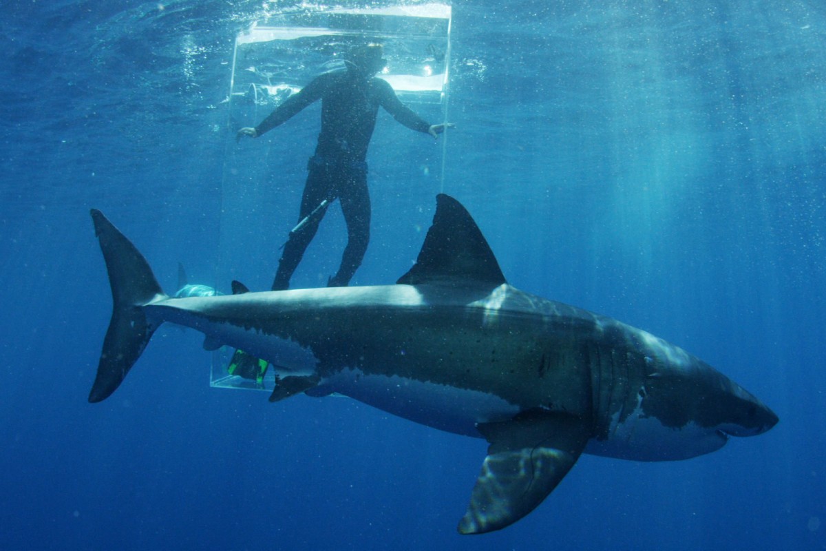 A shark researcher stands in a clear shark cage during an episode of 'Shark Week'.