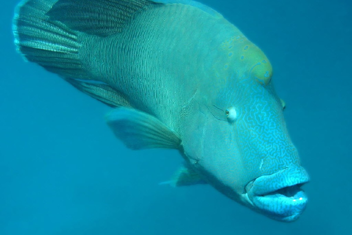 The Napolean Wrasse is the only species on the list protected by Cites.