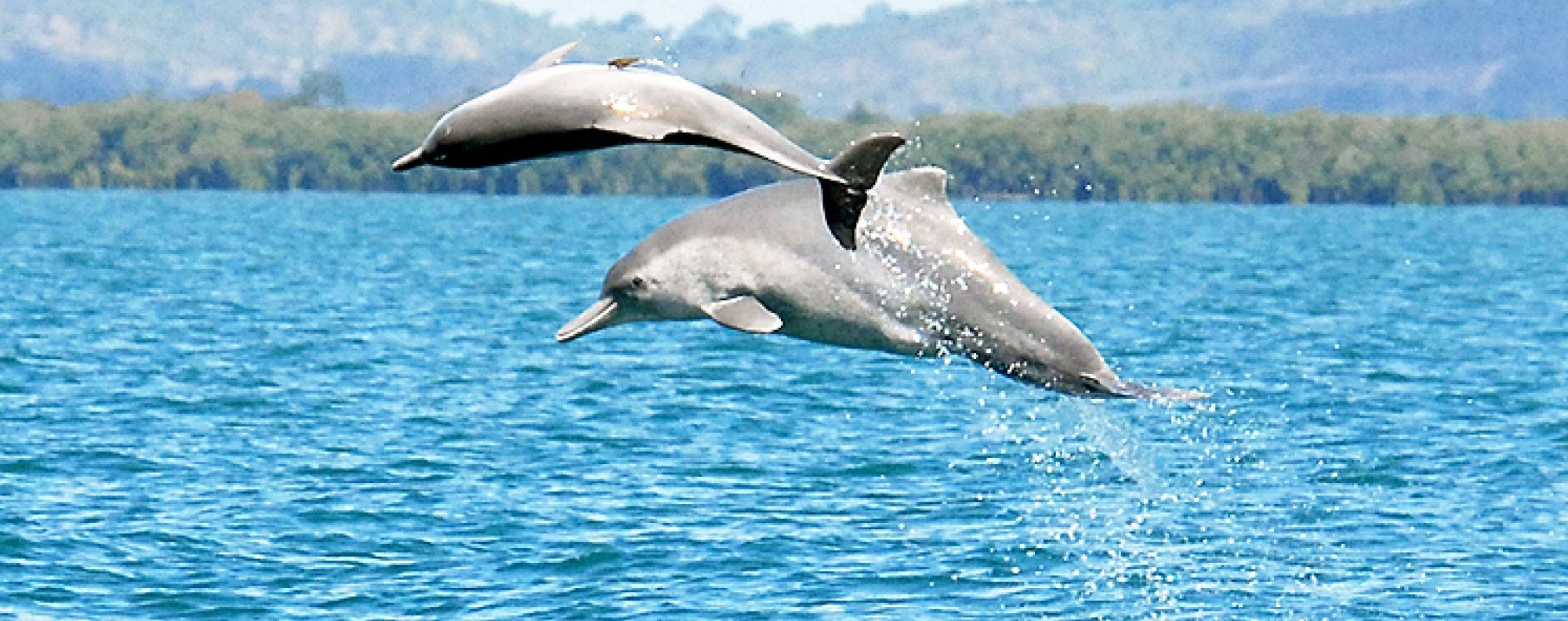 indo pacific humpback dolphin