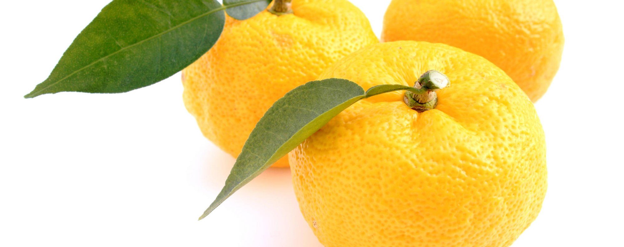 邦楽 The Whoops Citrus 邦楽 The Whoops Citrus Amazon.com: Citrus: CDs & Vinyl