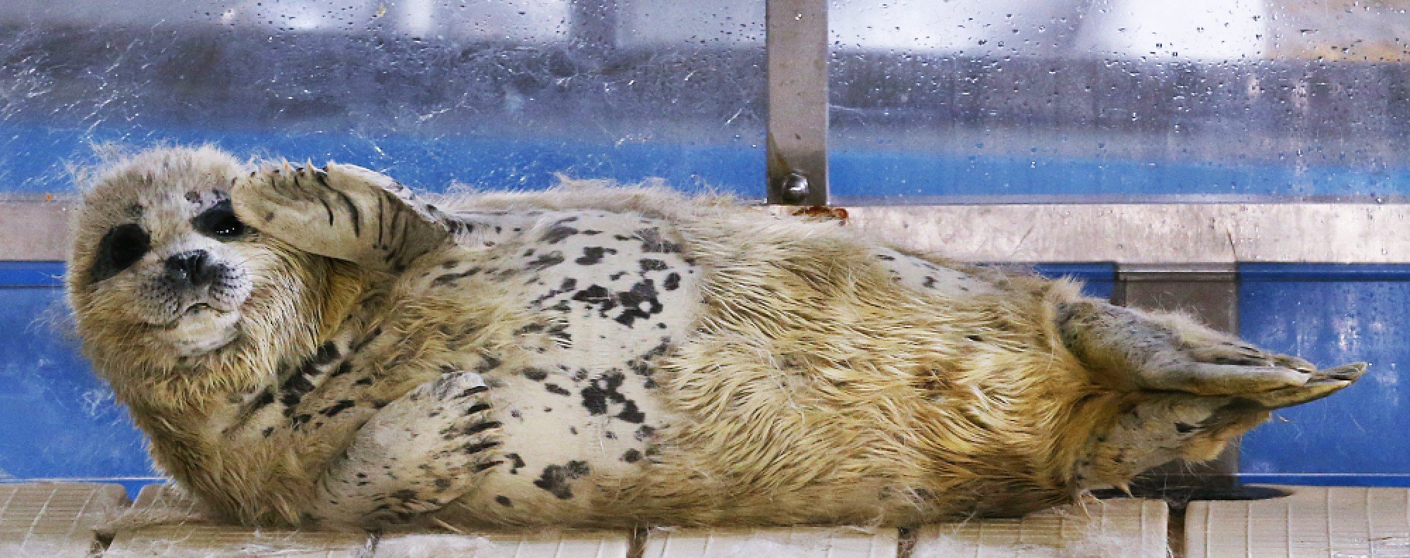 Baby Spotted Seal