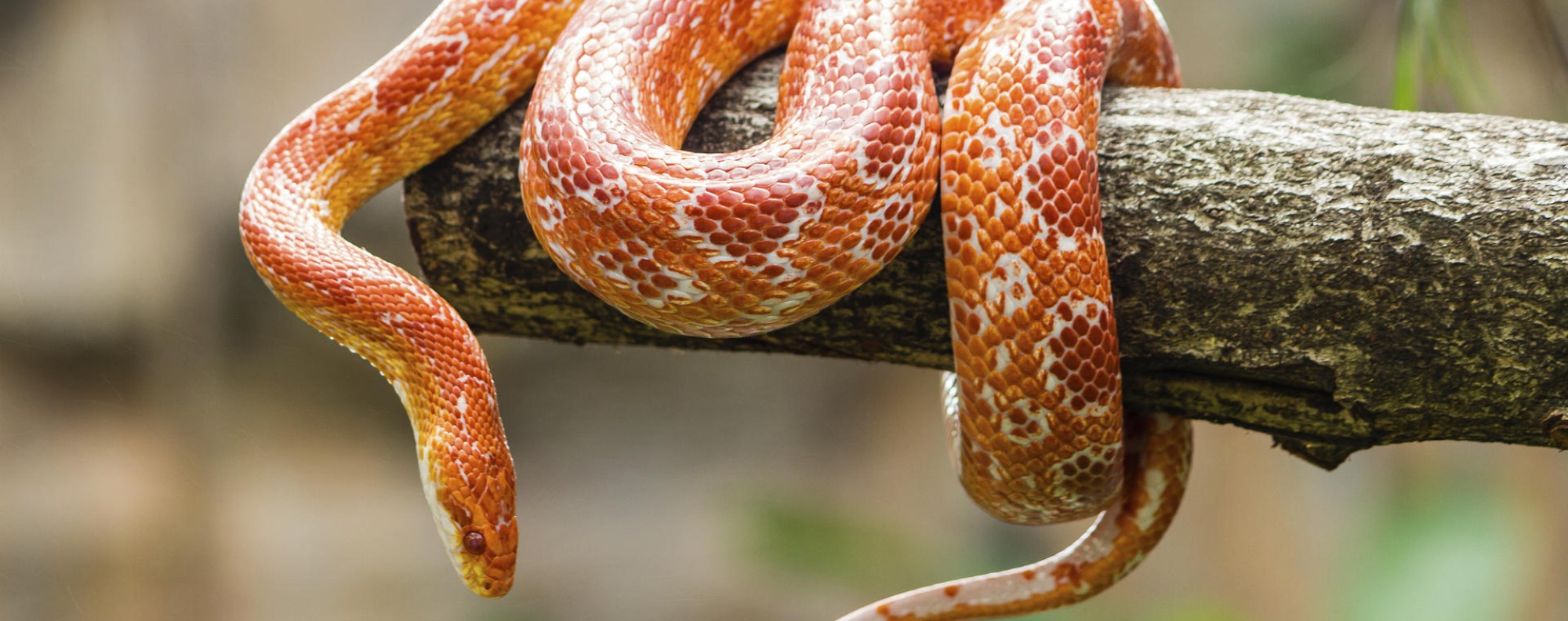 Smallest store corn snake