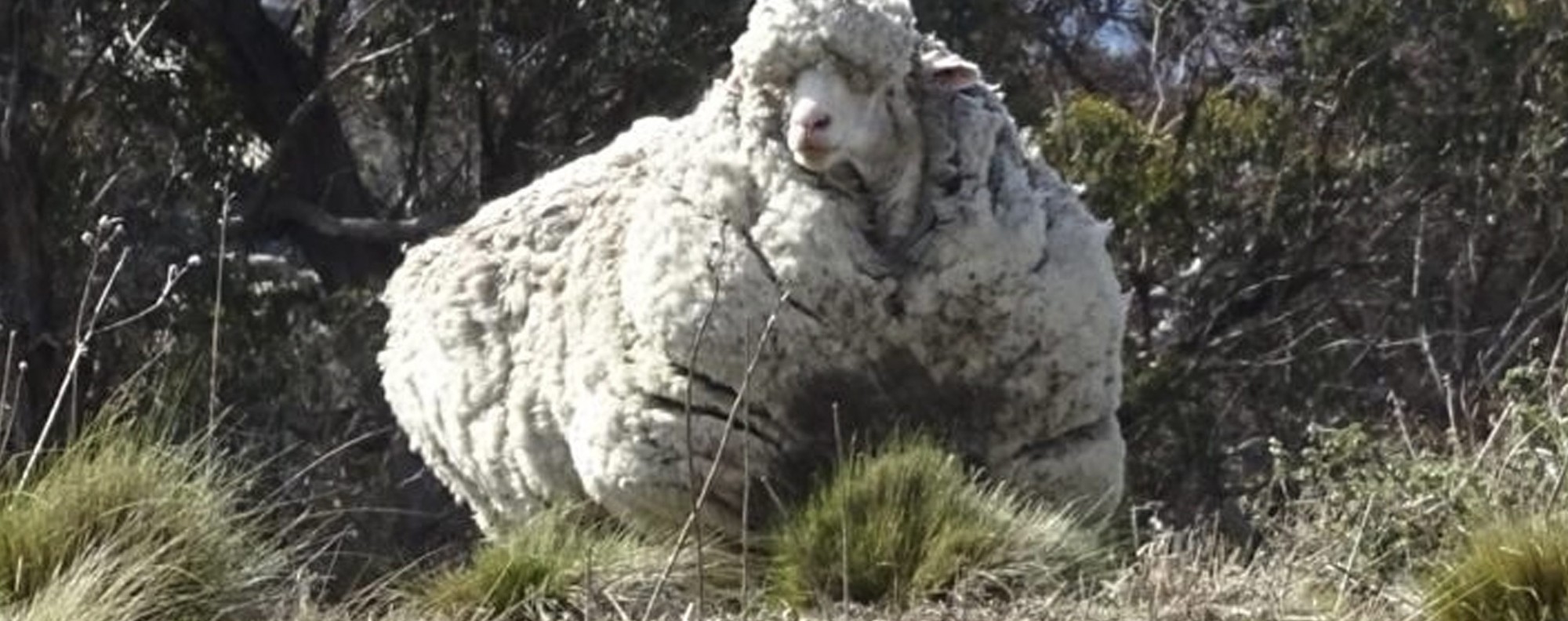 australia_animals_sheep_523571