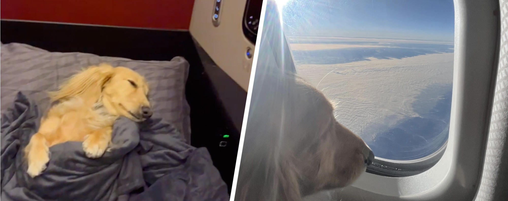 Do They Put Dogs To Sleep On Airplanes