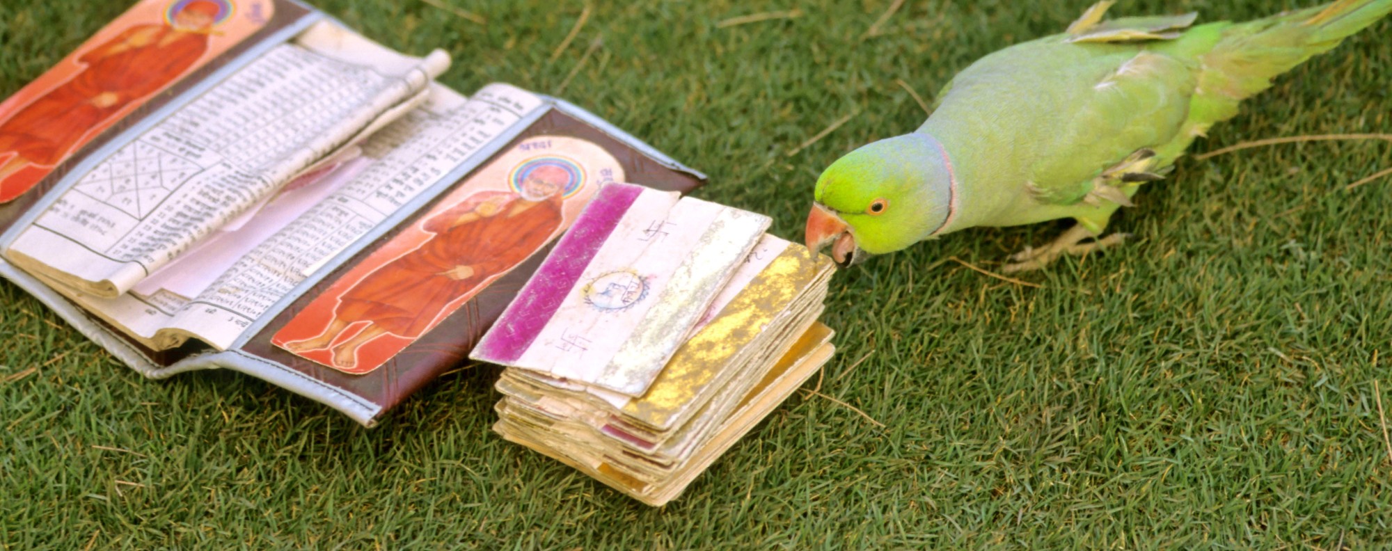Clairvoyant parrots in India a dying breed, with astrologers ...