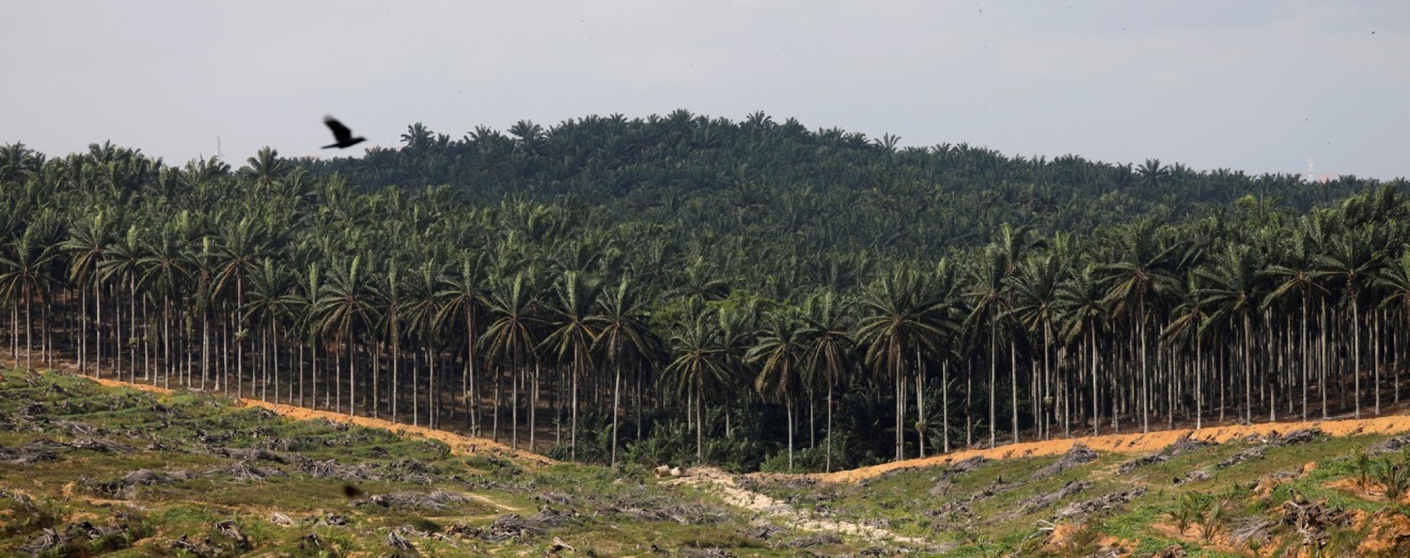 Malaysia draws battles lines with EU over palm oil, focusing on
