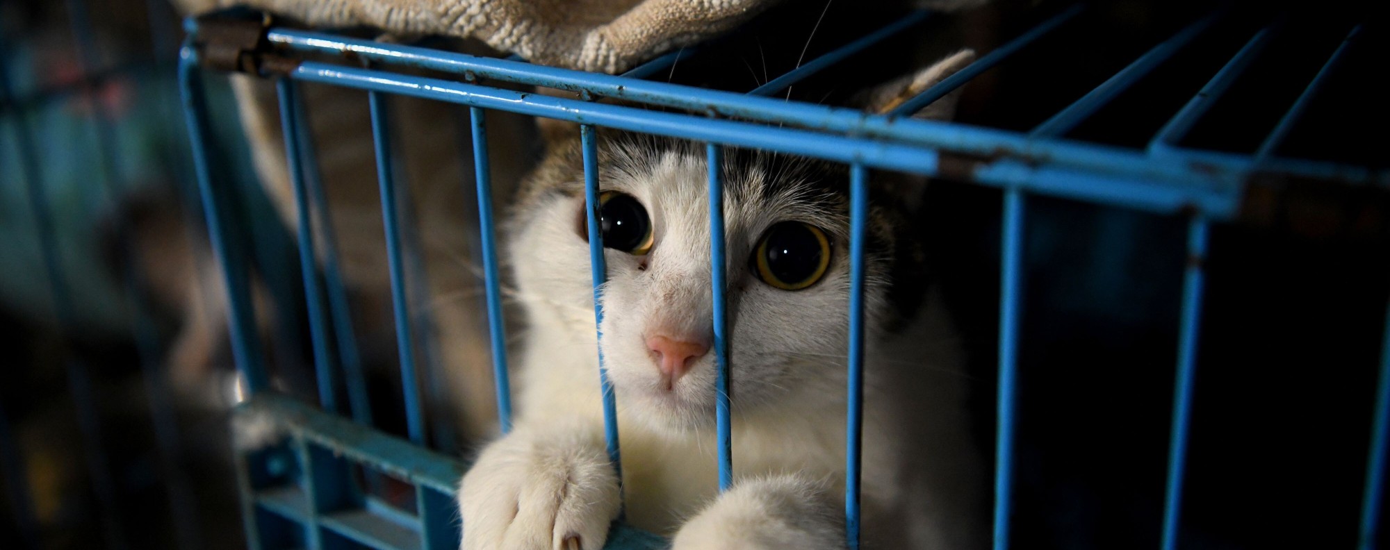 Coronavirus: China is killing the pets of Covid-19 patients without their  consent under draconian new measures | South China Morning Post
