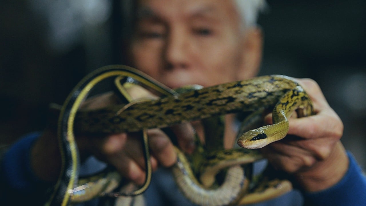 Coronavirus: confusion arises over what China’s wildlife bans cover