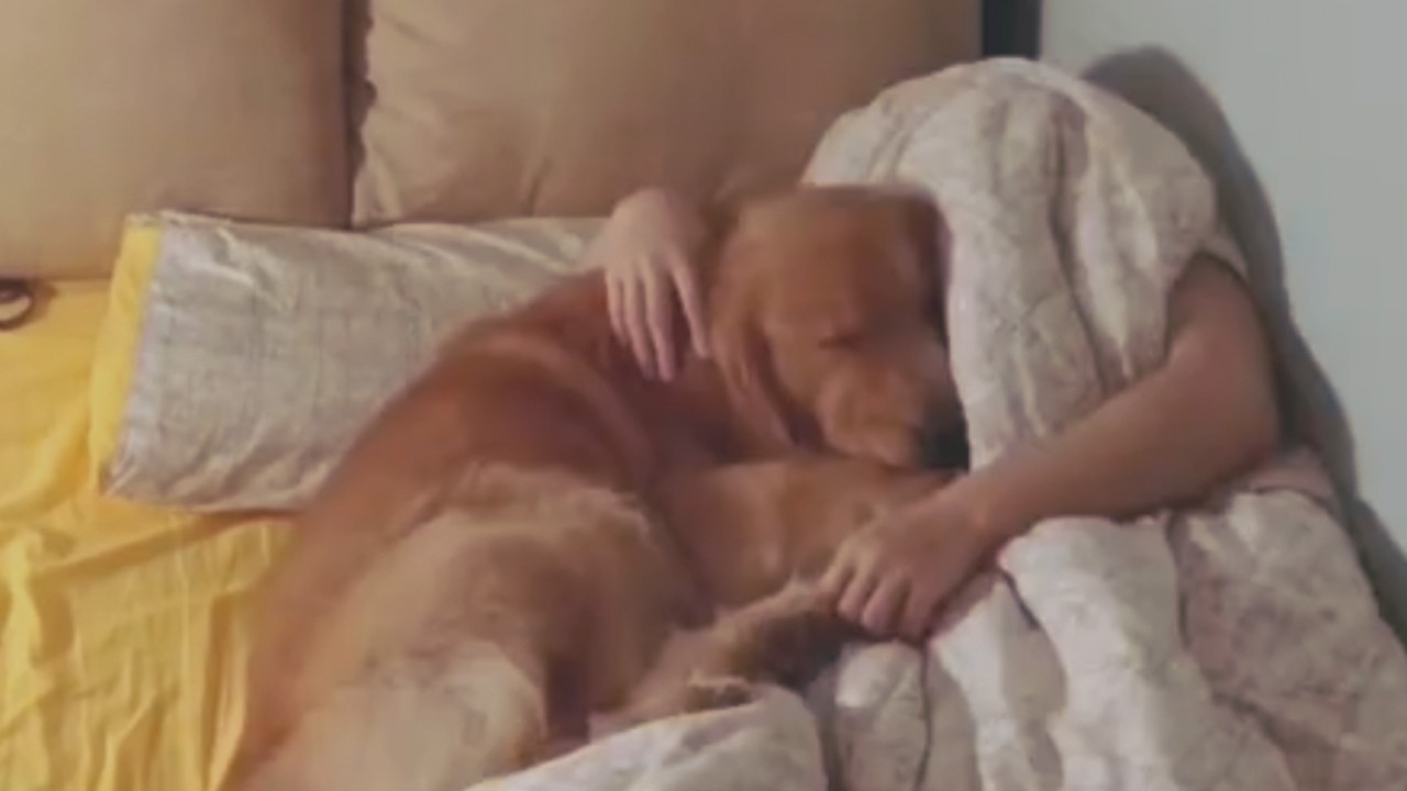 Dog Insists On Spooning Its Owner Inkstone