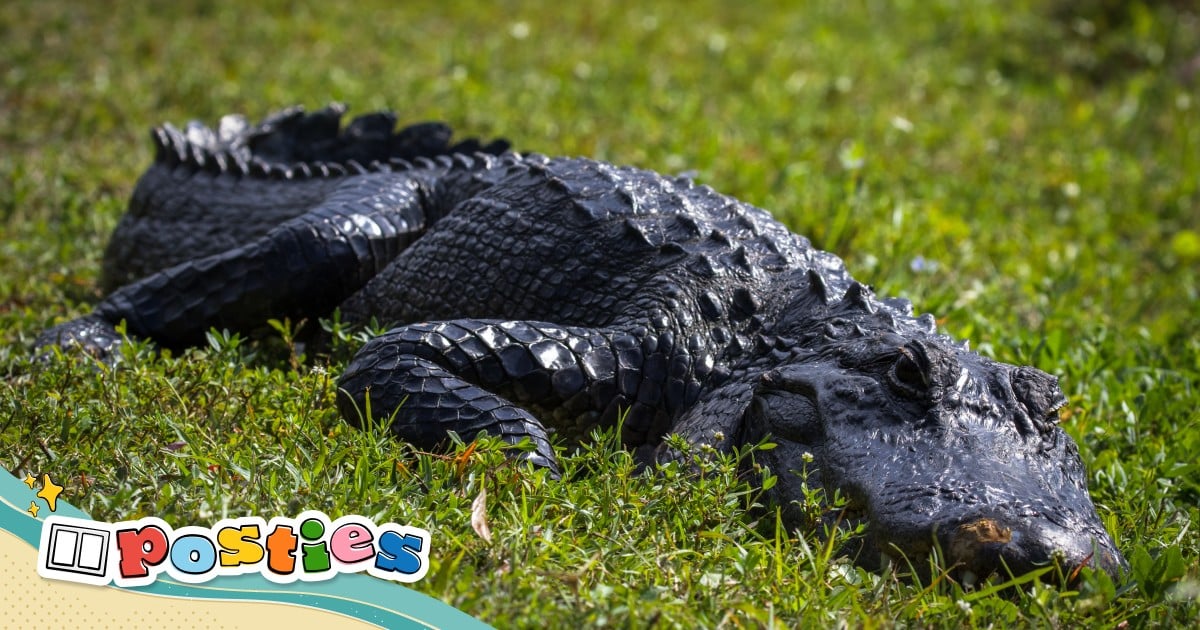 Alligator found inside a python in the United States | South China ...