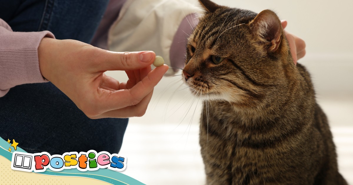 Japanese app uses AI to detect cat pain South China Morning Post