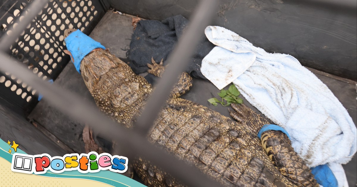 Why don’t crocodiles make for good pets? Their strong bite makes them