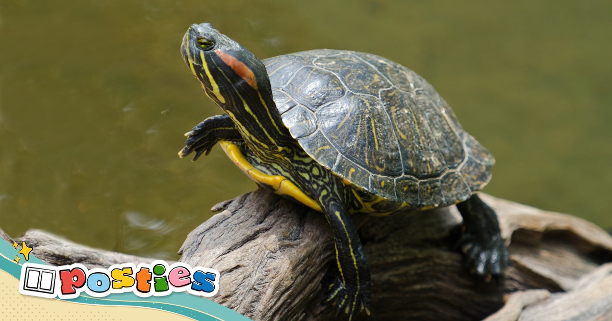 Red on sale turtle pet