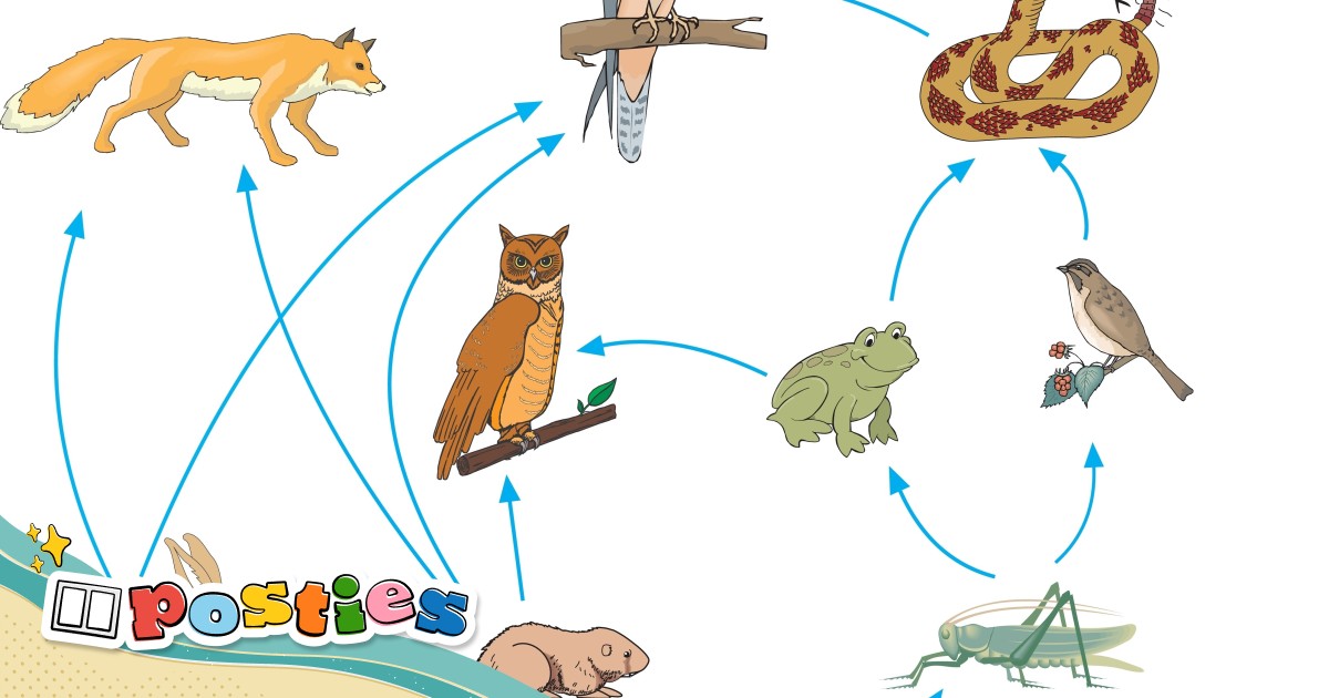 From seaweed to shrimp how plants power our food chain South China
