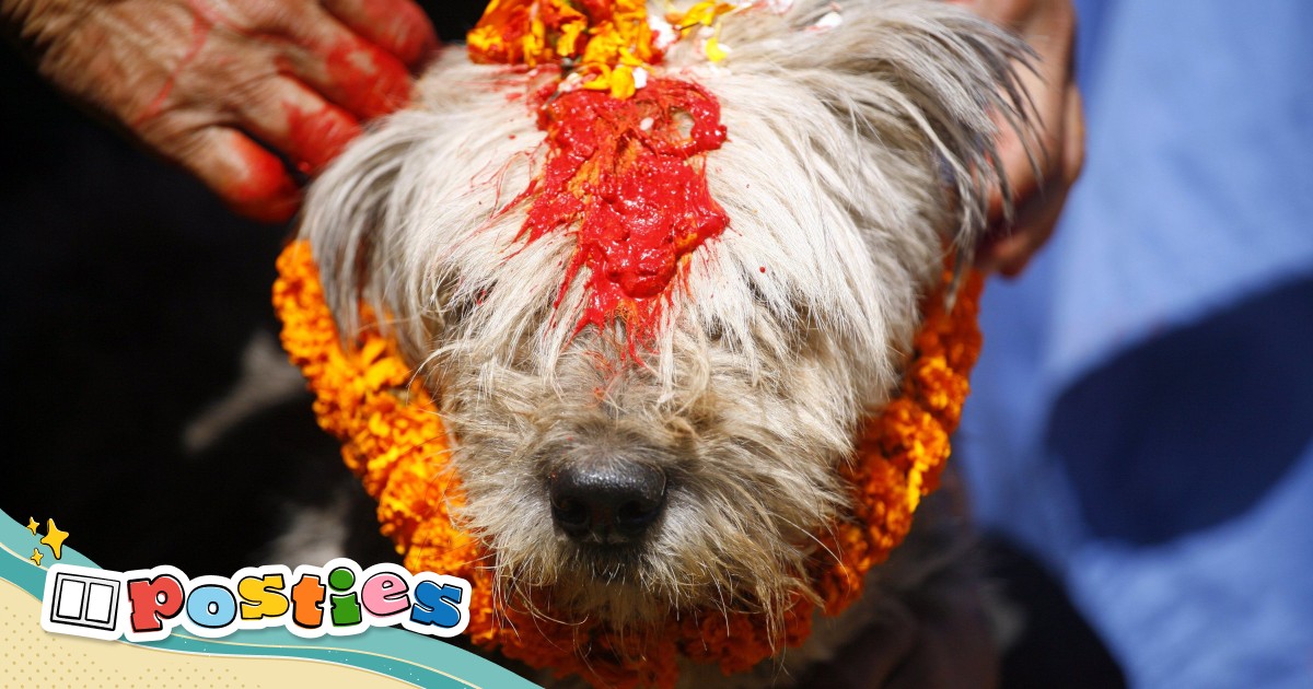 Dogs’ day out: Nepal’s Kukur Tihar festival celebrates man’s best friend