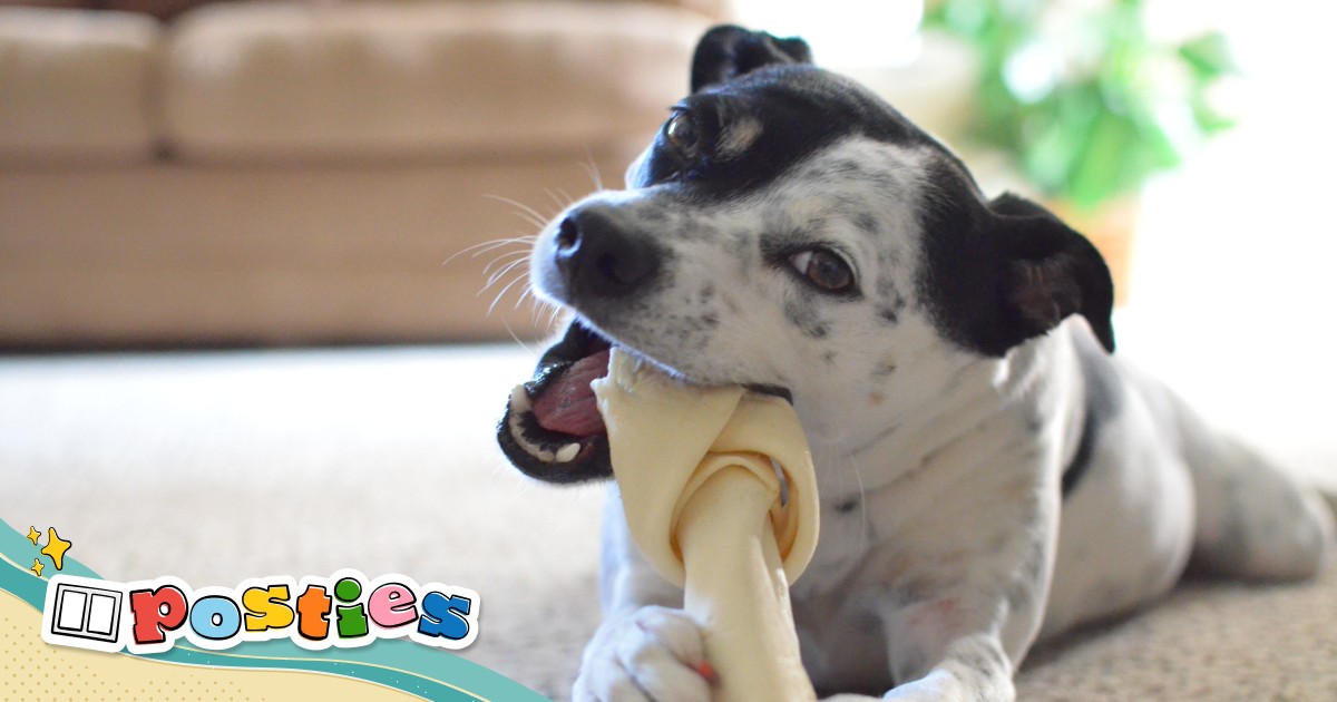 Why dogs chew: from wolf ancestors to stress relief