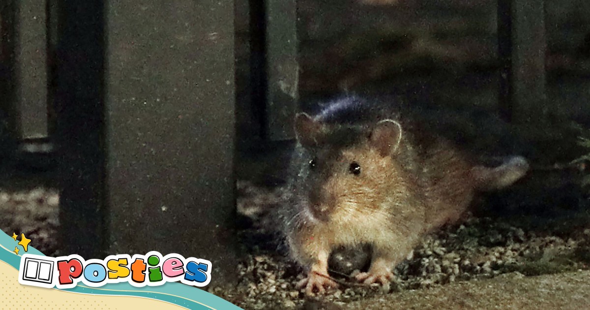 Climate change fuels rodent rise across the world | South China Morning ...