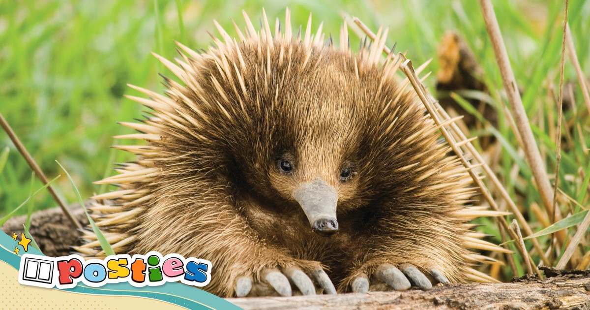 Ancient aquatic origins of echidnas revealed by Australian scientists