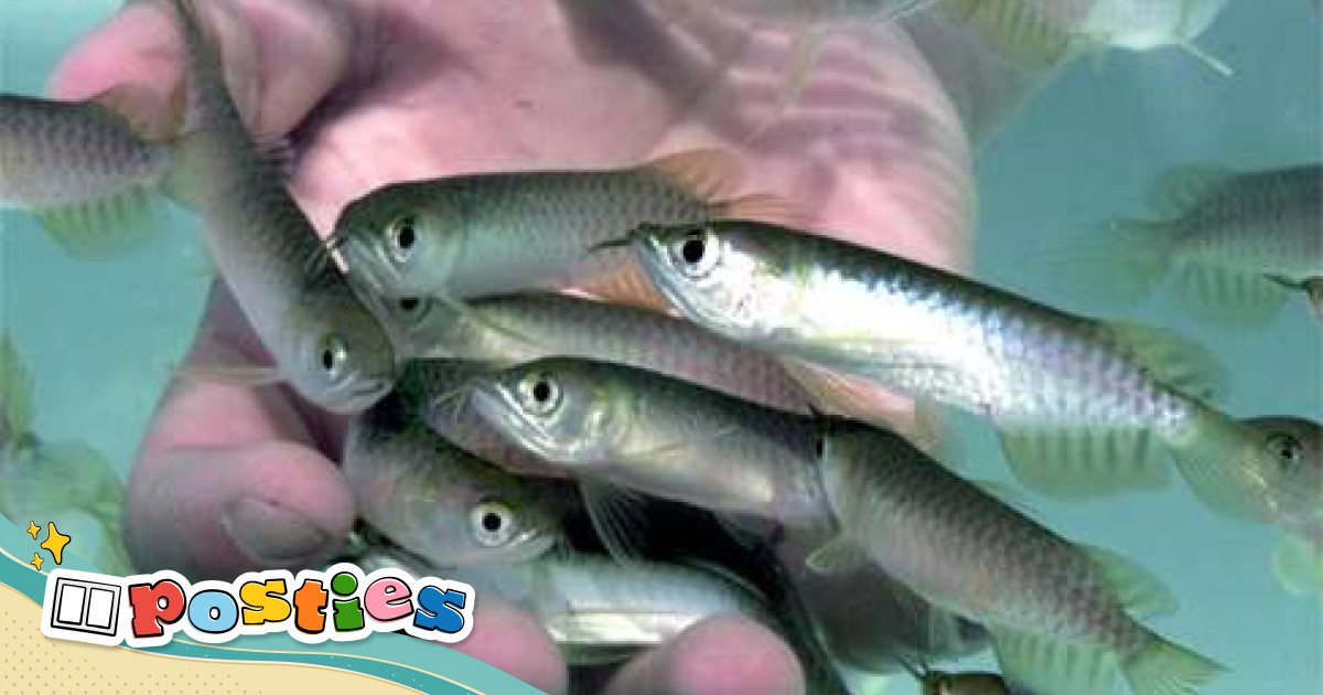 Baby arowana sales fish price