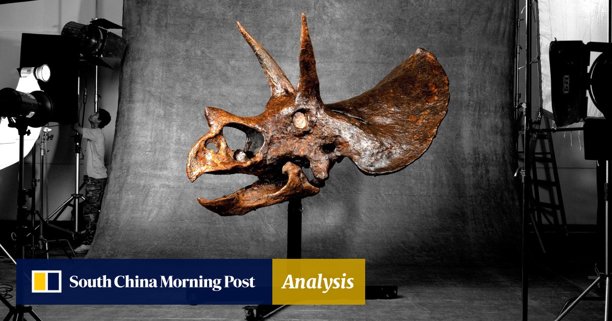 Yours for US 1.8m or more world s biggest dinosaur skull on sale in Hong Kong South China Morning Post