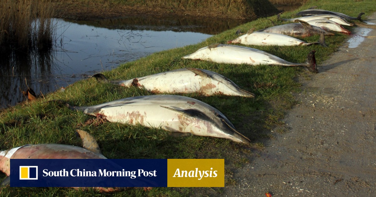 Gruesome Mystery As 1 100 Dead Dolphins Many Mutilated And