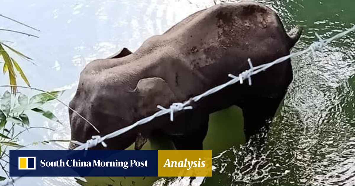 Bollywood Celebrities Join Outpouring Of Grief As Pregnant Elephant Dies Eating Firecracker Filled Pineapple That Exploded In Its Mouth South China Morning Post