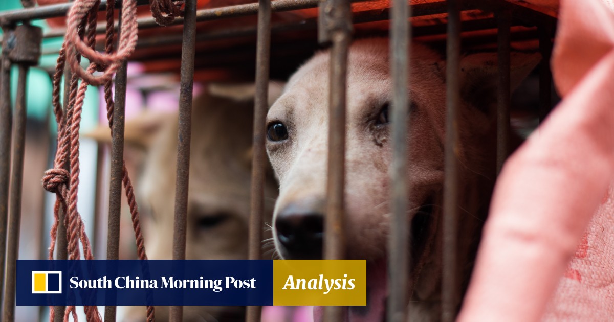 Rescue Of 68 Dogs Headed For Slaughterhouse Spotlights Annual Row Over China S Dog Meat Festival South China Morning Post Chinese Dog Eating Festival 2022