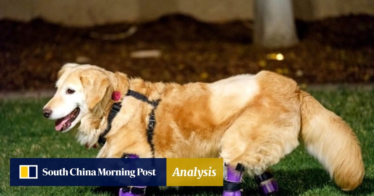 Golden retriever Chi Chi legless survivor of Korean dog meat trade