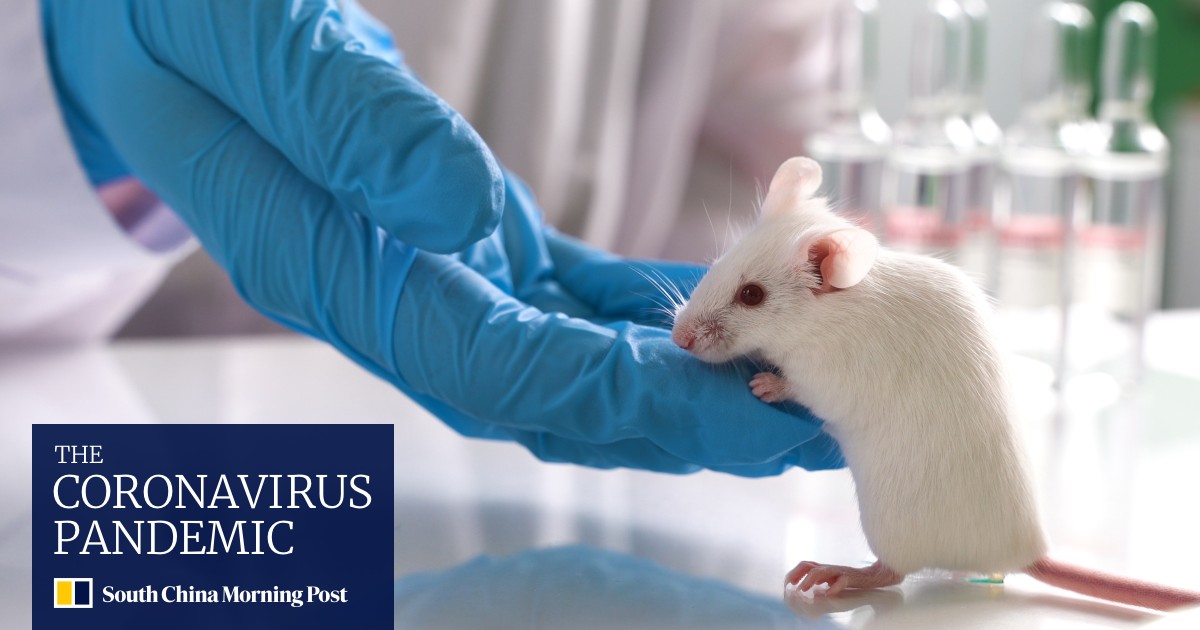 Taiwan on Covid19 alert after infected mouse bites lab worker South