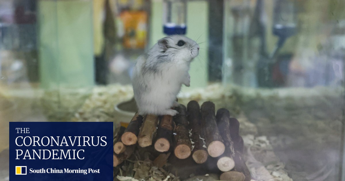 Coronavirus Hong Kong hamster cull starts, with owners dropping off