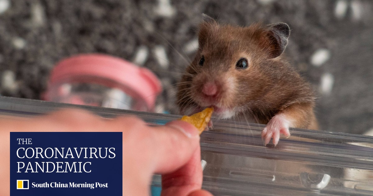 Hong Kong study confirms world’s first known hamstertohuman