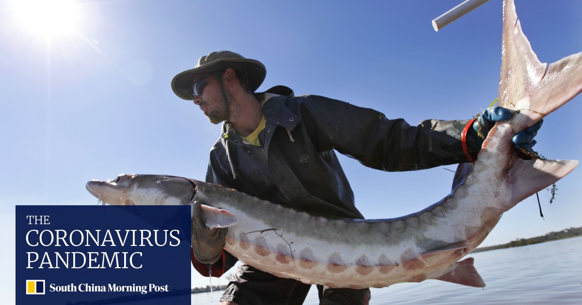 Sturgeon Fish That Once Swam With Dinosaurs Are Fighting Back From Extinction As The Us Cleans Up Its Waterways South China Morning Post