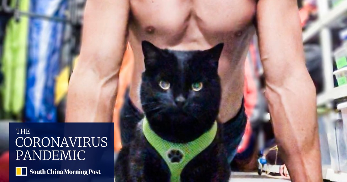 Sperm Requests And 20 Hour Weeks How Cats Can Get Famous On