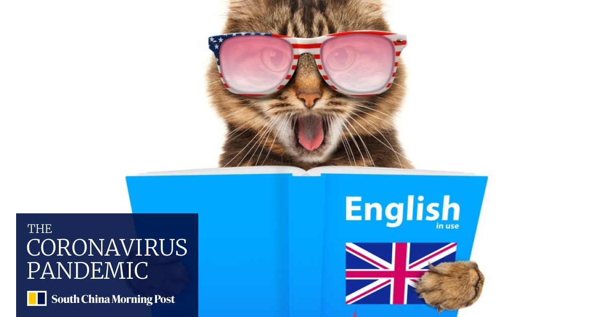 Can Cats And Dogs Talk An Animal Communicator Speaks To Our Cat