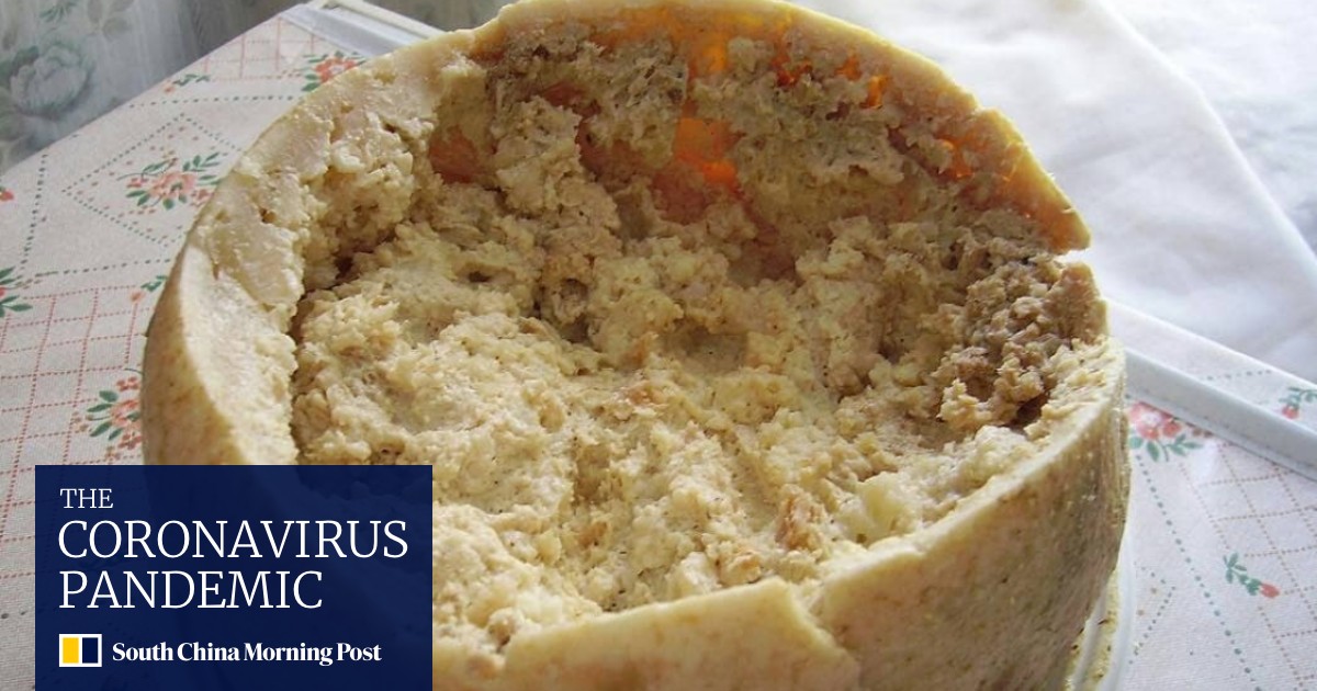 Rotten Cheese With Wriggling Live Maggots Sardinia S Beloved Casu Marzu Might Be Illegal To Sell But Tourists Are Mad For It South China Morning Post