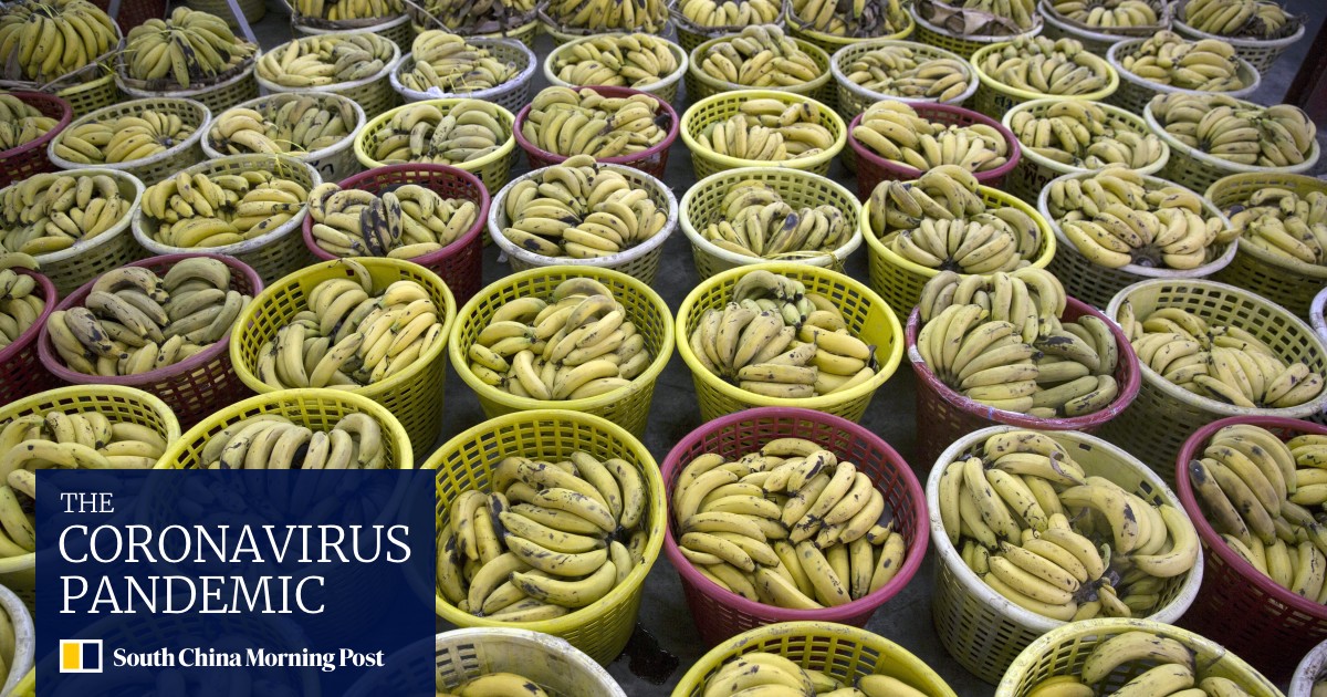 Coronavirus threatens Asia banana shortage, Philippines growers warn