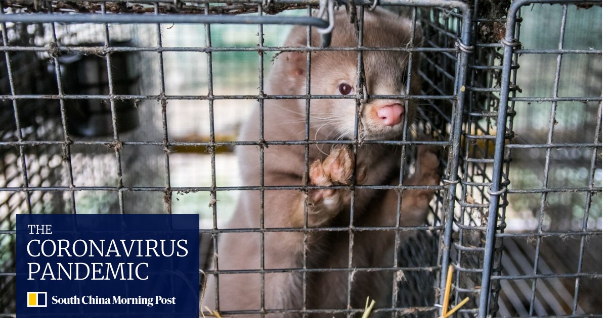 Coronavirus Cases At Dutch Mink Farms Highlight Need To Monitor Animal Spread South China Morning Post