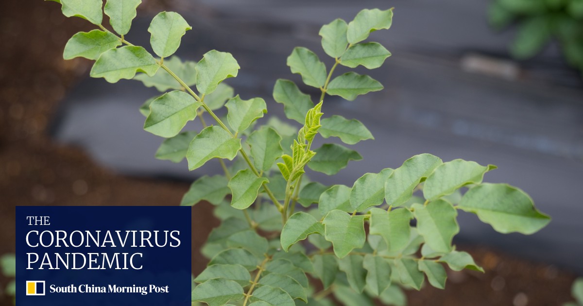 Compound in licorice extract has potential to treat coronavirus, Chinese study finds South