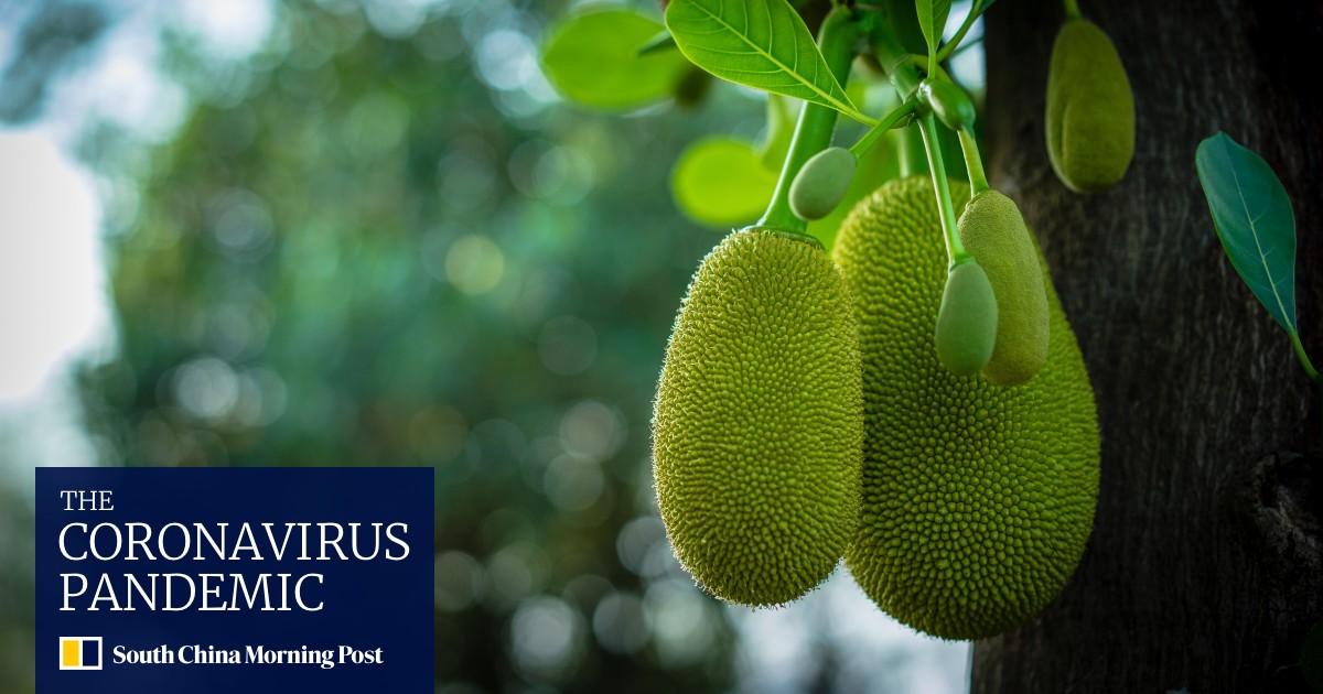 How green jackfruit flour can help with type 2 diabetes, and reduce