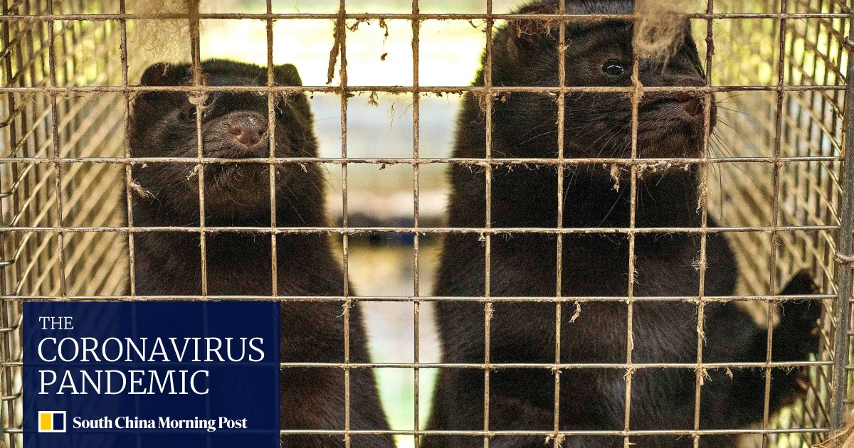 Why China could be the big winner from mink cull in Denmark over Covid