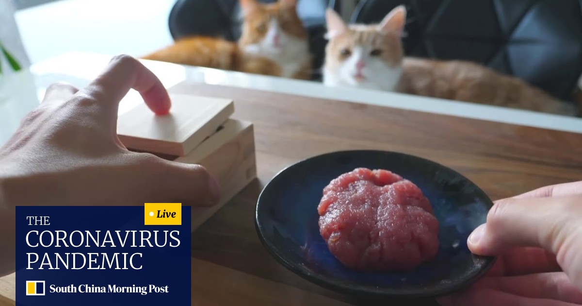 Youtube Channel Junskitchen Combines Two Cornerstones Of The Site Cats And Cooking South China Morning Post