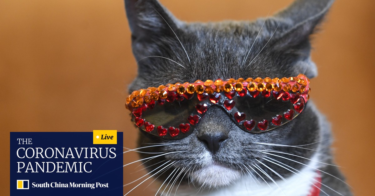 Instagram Star Sunglass Cat The Social Media Sensation With