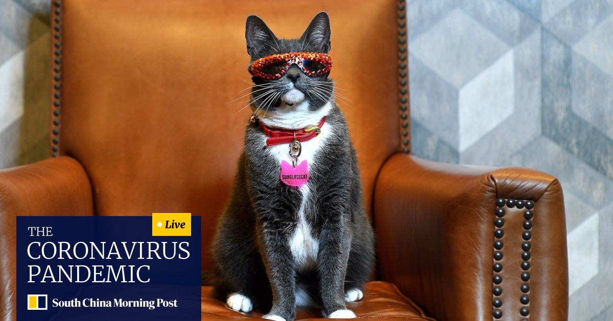 Instagram Star Sunglass Cat The Social Media Sensation With
