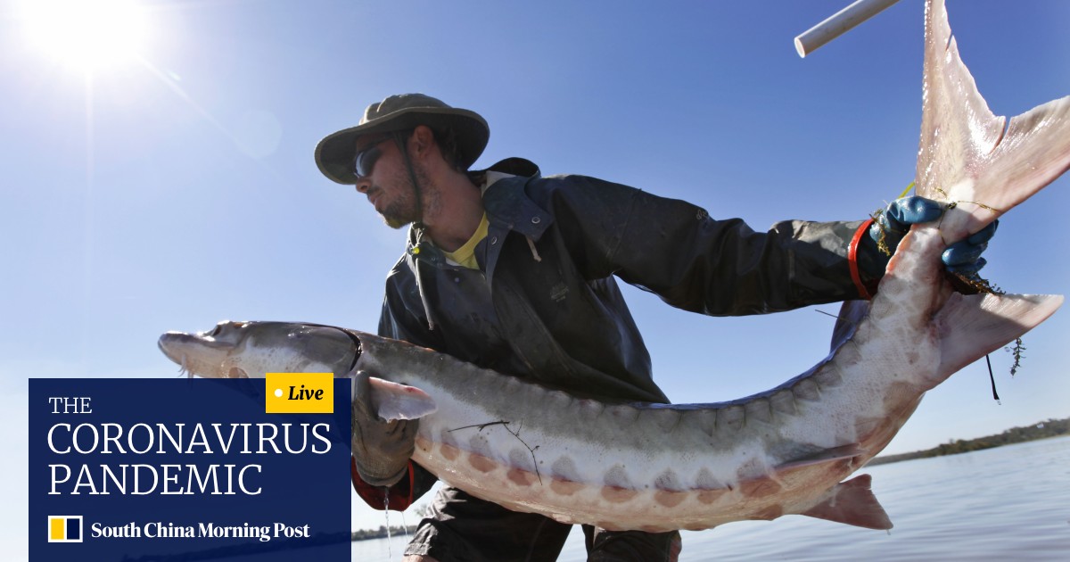 Sturgeon Fish That Once Swam With Dinosaurs Are Fighting Back From Extinction As The Us Cleans Up Its Waterways South China Morning Post