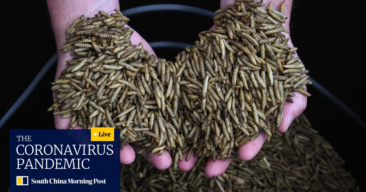 Maggots The Future Of Food High In Protein With A Small Carbon Footprint The Only Issue Is The Cringe Factor South China Morning Post