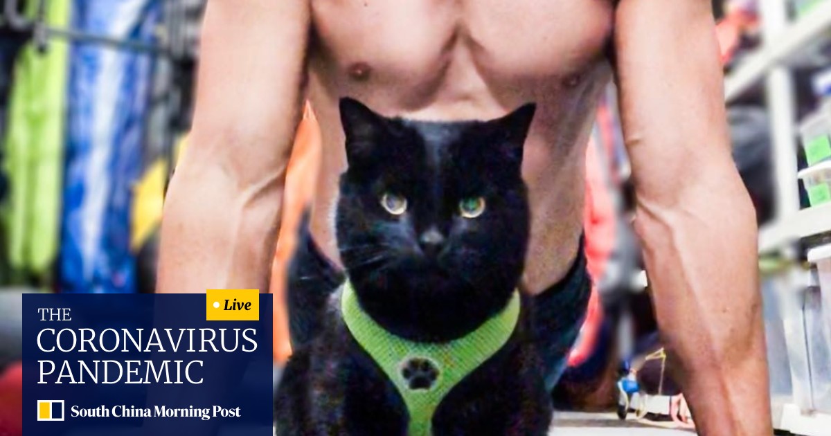 Sperm Requests And 20 Hour Weeks How Cats Can Get Famous On