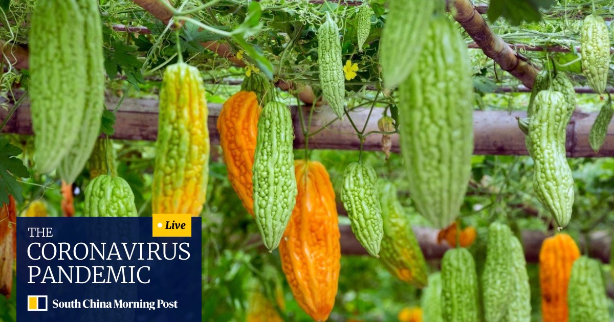 Chinese Bitter Melon Why The Polarising Gentleman S Vegetable Is Just Misunderstood South China Morning Post