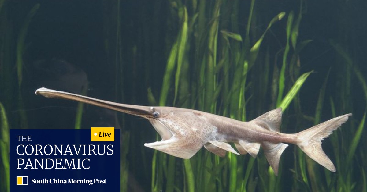 Chinese Paddlefish Native To The Yangtze River Declared Extinct By Scientists South China Morning Post