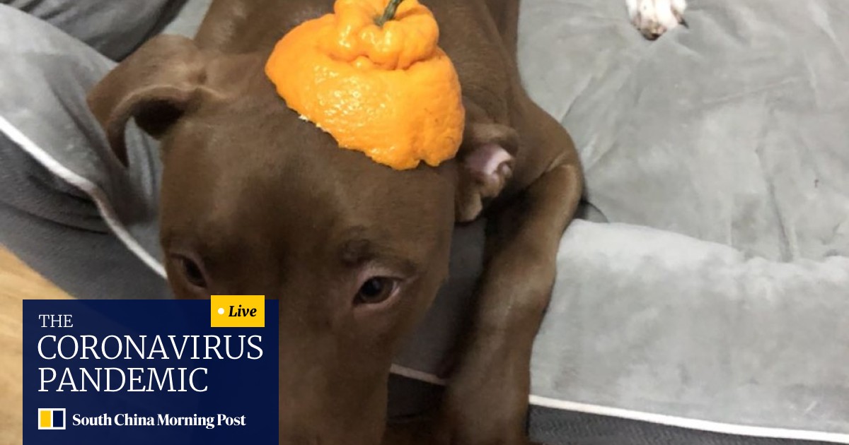 Ufc Yan Fury Xiaonan Celebrates New Ranking Playing With My Dog In Quarantine On Beijing Return South China Morning Post